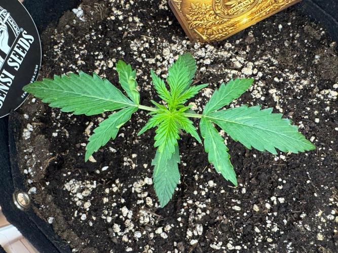 White Diesel Haze Auto-Sensi Seeds - CCG. Week 2