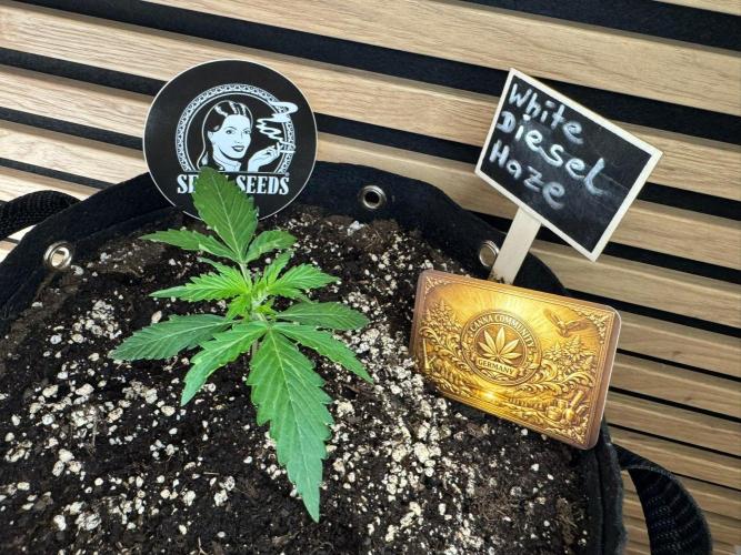 White Diesel Haze Auto-Sensi Seeds - CCG. Week 2