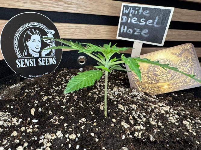 White Diesel Haze Auto-Sensi Seeds - CCG. Week 2