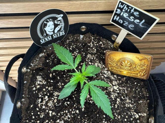 White Diesel Haze Auto-Sensi Seeds - CCG. Week 2
