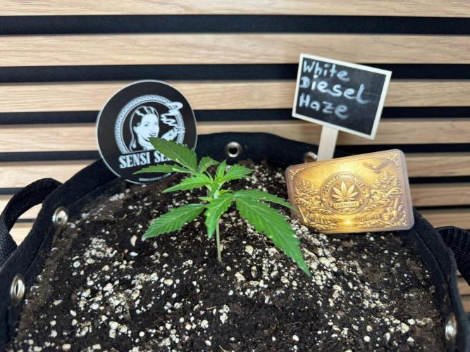 White Diesel Haze Auto-Sensi Seeds - CCG. Week 2