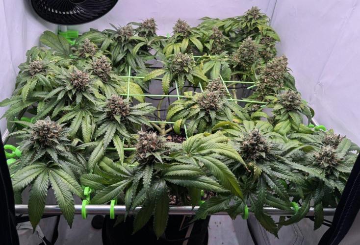 The Tropical Ice Cream One. Week 14