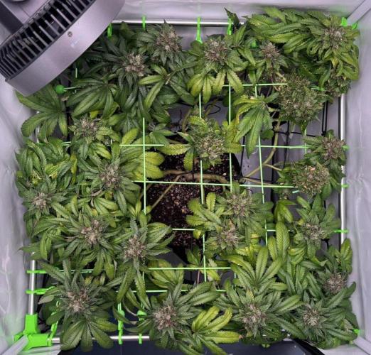 The Tropical Ice Cream One. Week 14