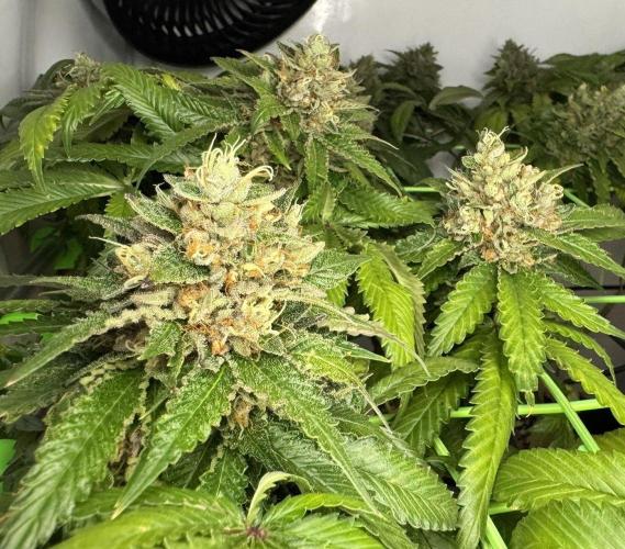 The Tropical Ice Cream One. Week 14