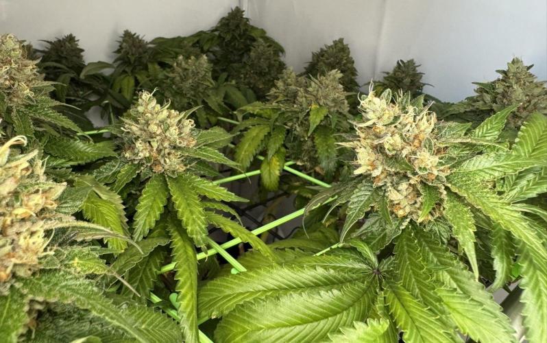 The Tropical Ice Cream One. Week 14