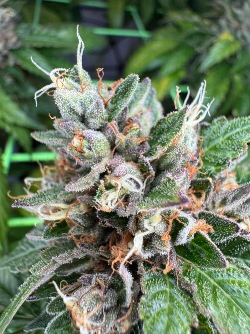 The Tropical Ice Cream One. Week 14