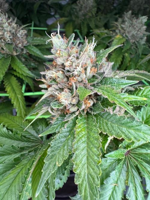 The Tropical Ice Cream One. Week 14