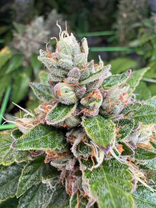 The Tropical Ice Cream One. Week 14