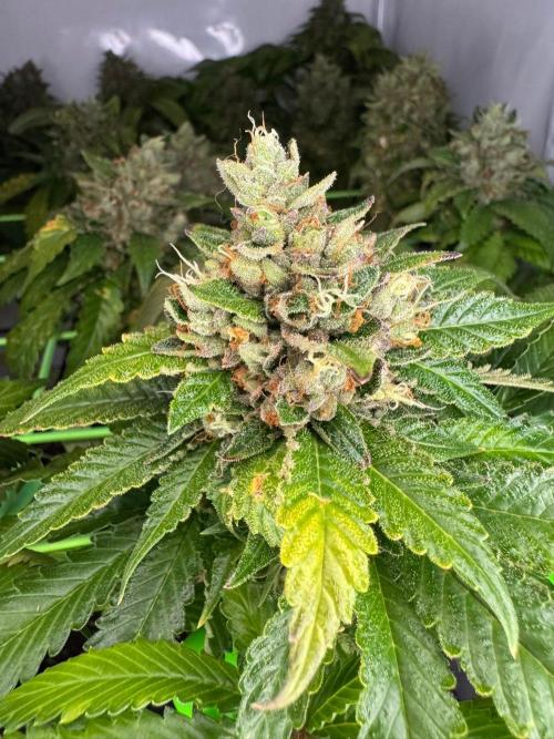 The Tropical Ice Cream One. Week 14