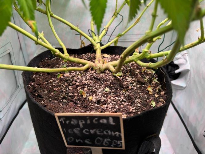 The Tropical Ice Cream One. Week 14