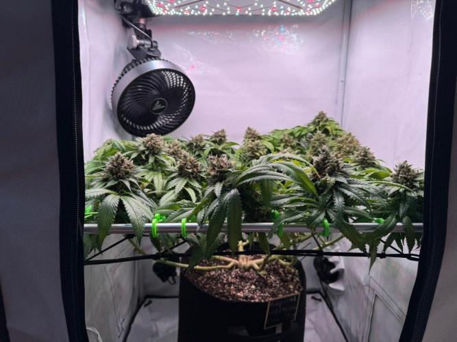 The Tropical Ice Cream One. Week 14