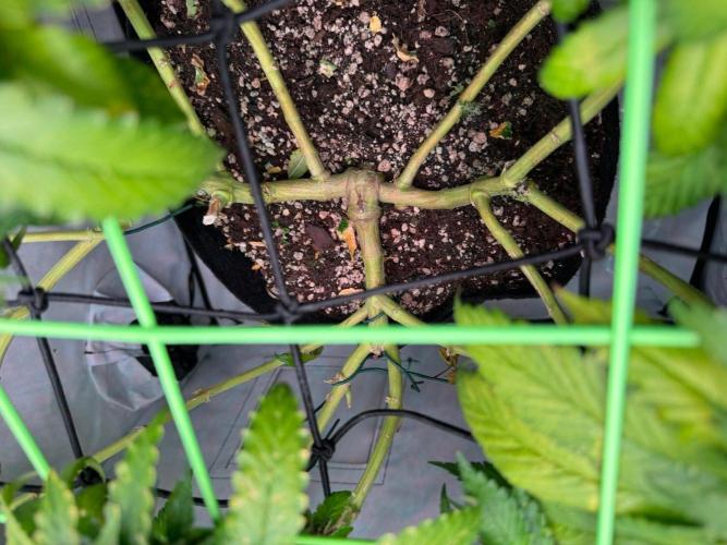 The Tropical Ice Cream One. Week 14