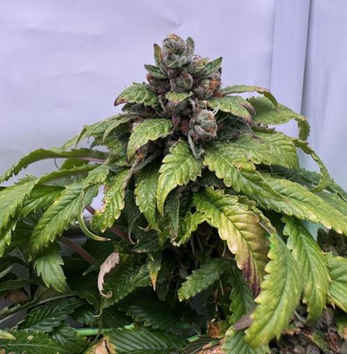 The Tropical Ice Cream One. Week 15