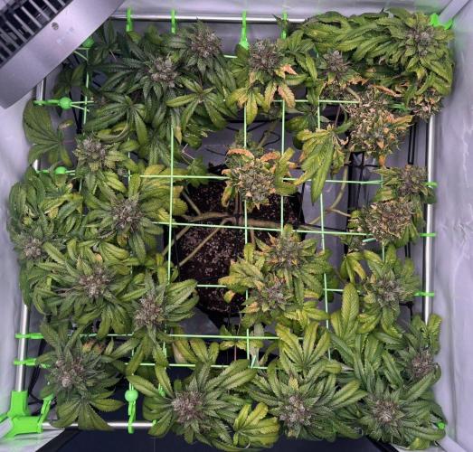 The Tropical Ice Cream One. Week 15