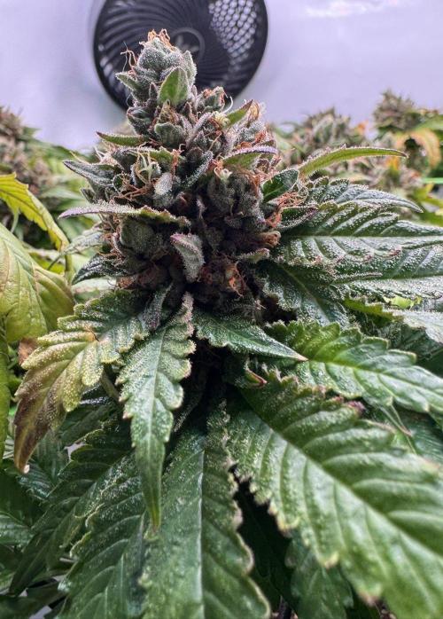 The Tropical Ice Cream One. Week 15