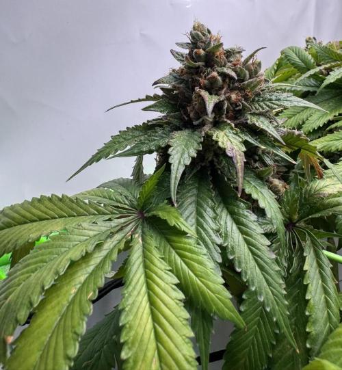 The Tropical Ice Cream One. Week 15