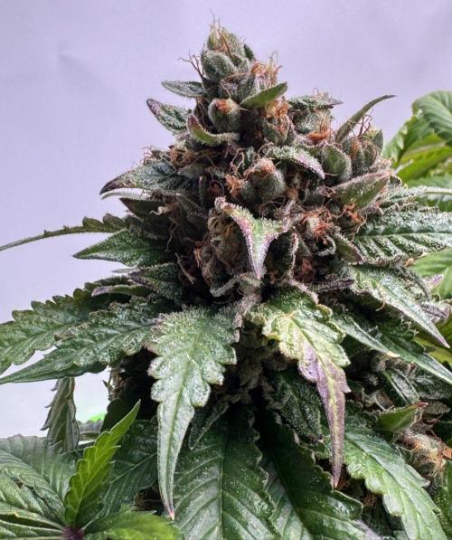 The Tropical Ice Cream One. Week 15