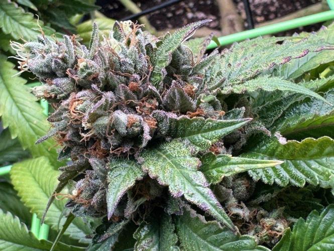 The Tropical Ice Cream One. Week 15