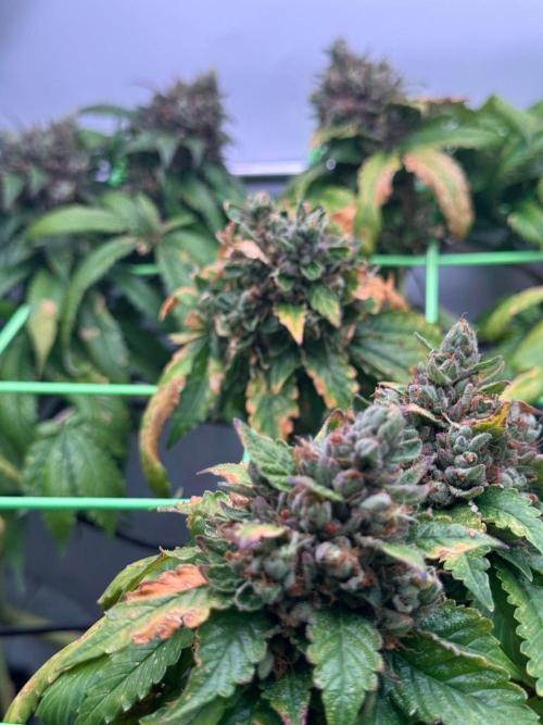The Tropical Ice Cream One. Week 15