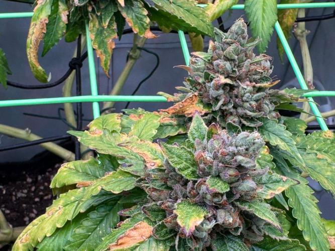 The Tropical Ice Cream One. Week 15