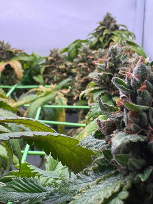 The Tropical Ice Cream One. Week 15