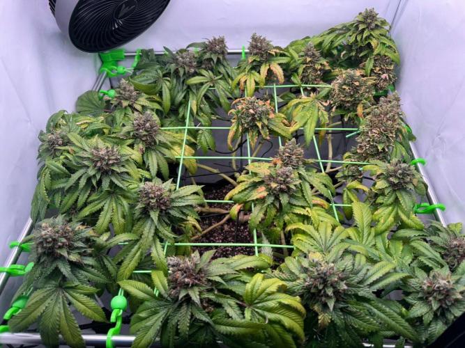 The Tropical Ice Cream One. Week 15