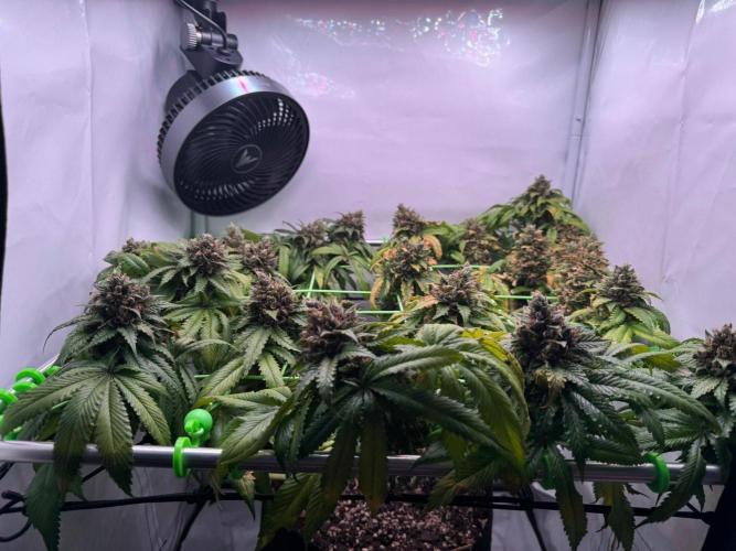 The Tropical Ice Cream One. Week 15