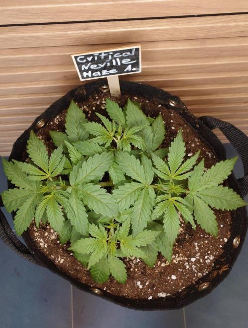 Critical Neville Haze Auto. Week 3