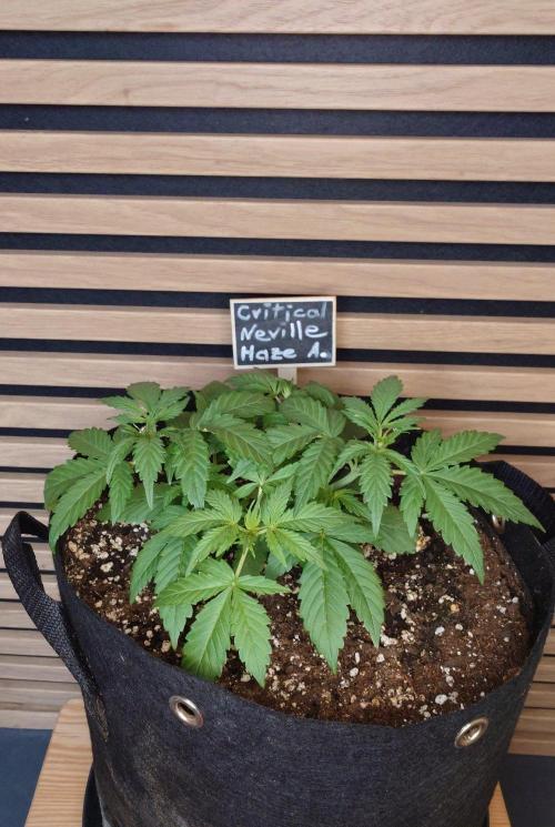 Critical Neville Haze Auto. Week 3