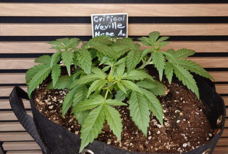 Critical Neville Haze Auto. Week 3