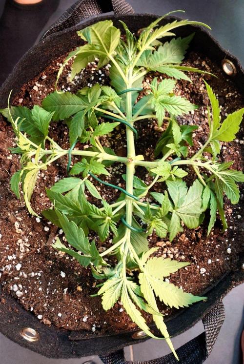 Critical Neville Haze Auto. Week 3