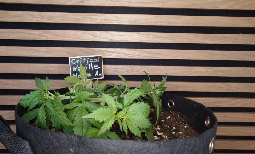 Critical Neville Haze Auto. Week 3
