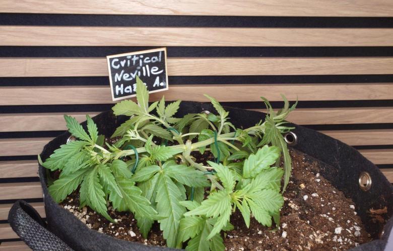 Critical Neville Haze Auto. Week 3