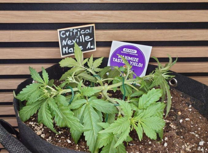 Critical Neville Haze Auto. Week 3