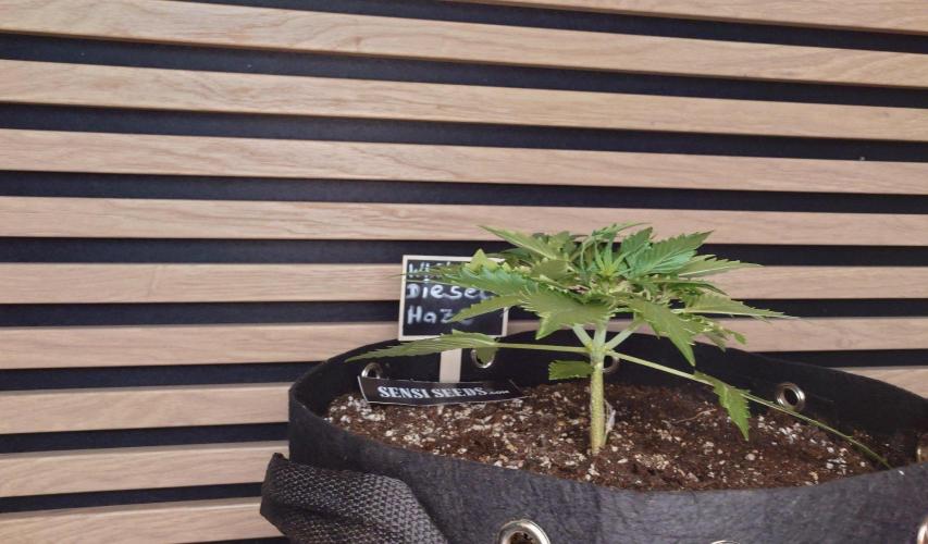 White Diesel Haze Auto-Sensi Seeds - CCG. Week 3
