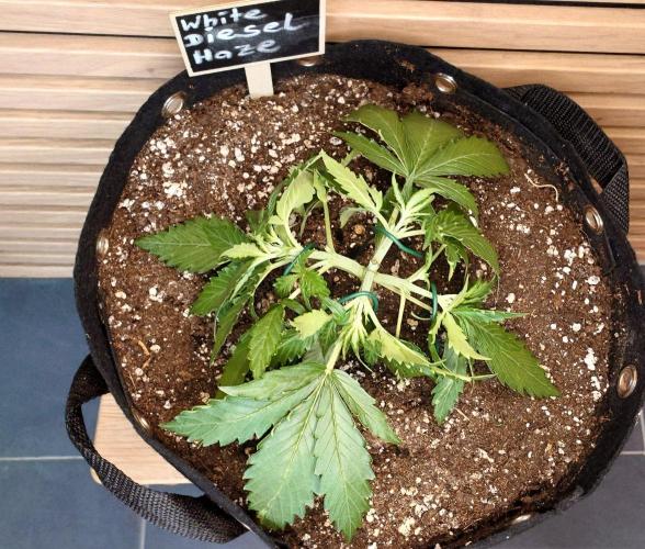 White Diesel Haze Auto-Sensi Seeds - CCG. Week 3