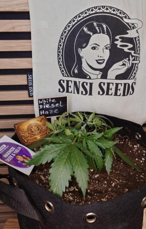 White Diesel Haze Auto-Sensi Seeds - CCG. Week 3