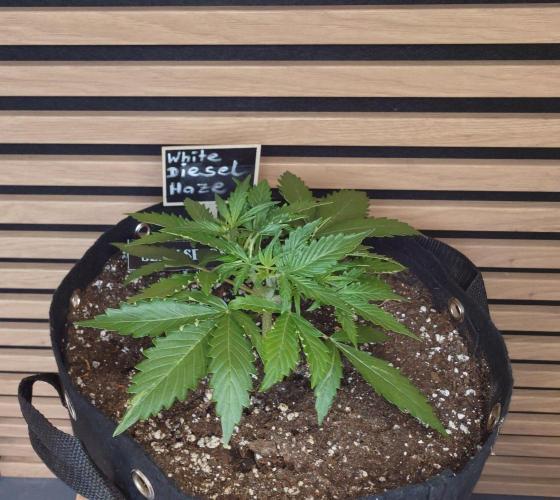 White Diesel Haze Auto-Sensi Seeds - CCG. Week 3