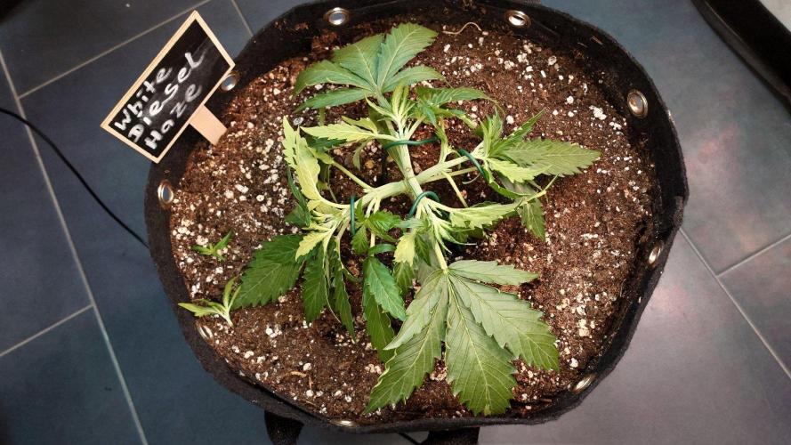 White Diesel Haze Auto-Sensi Seeds - CCG. Week 3