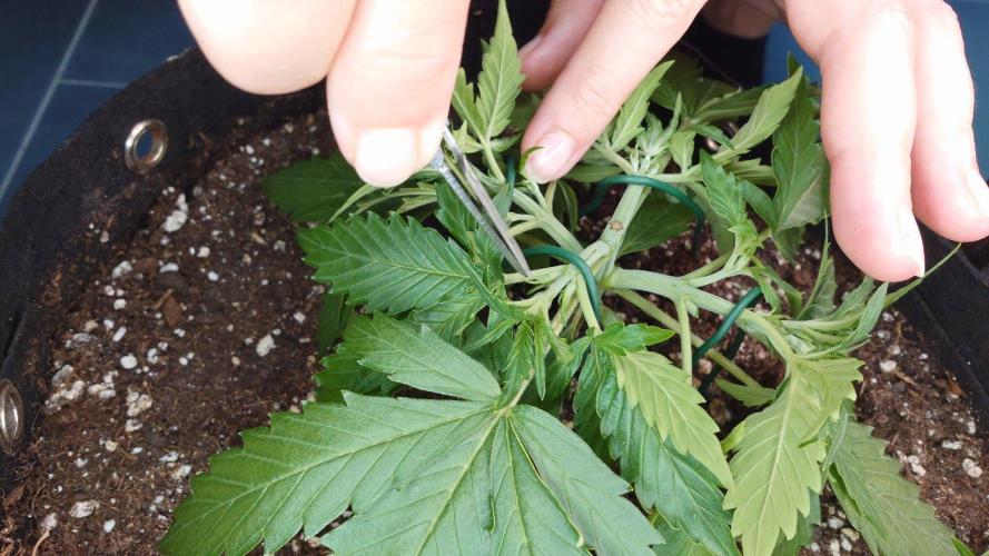 White Diesel Haze Auto-Sensi Seeds - CCG. Week 3