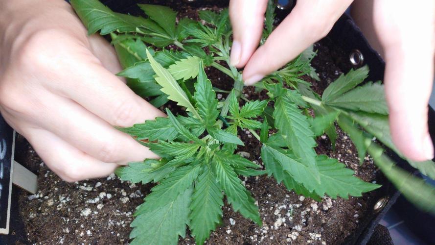 White Diesel Haze Auto-Sensi Seeds - CCG. Week 3