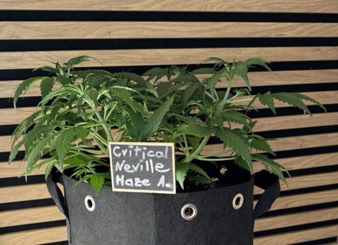 Critical Neville Haze Auto. Week 4