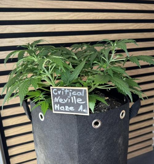 Critical Neville Haze Auto. Week 4