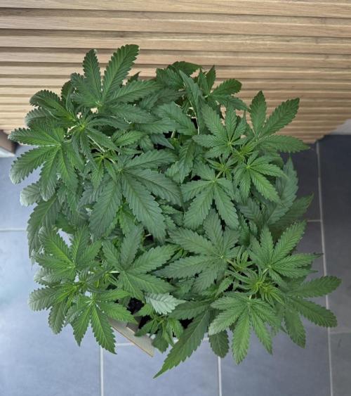 Critical Neville Haze Auto. Week 4
