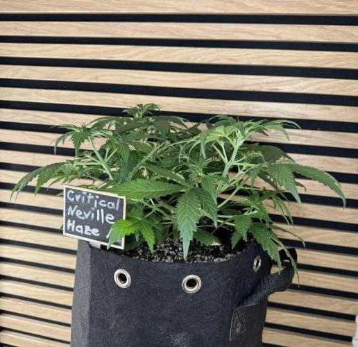 Critical Neville Haze Auto. Week 4