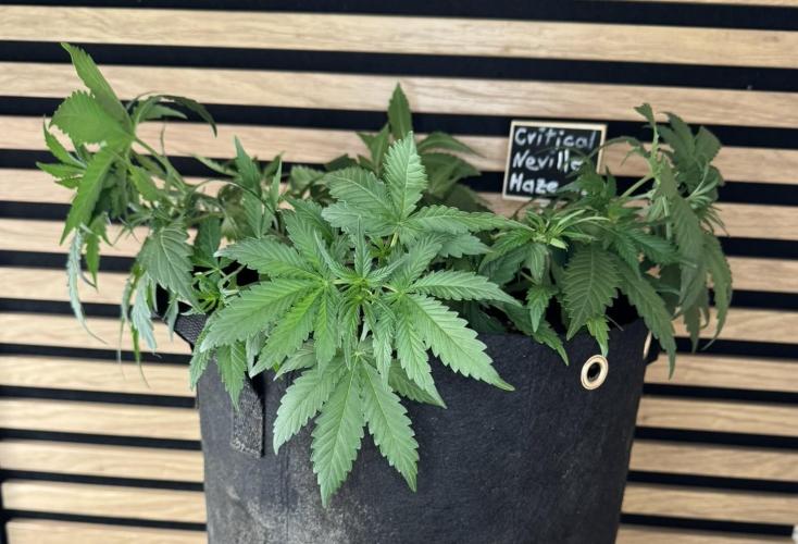 Critical Neville Haze Auto. Week 4