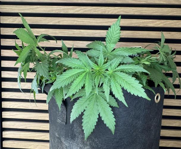 Critical Neville Haze Auto. Week 4