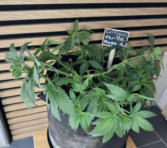 Critical Neville Haze Auto. Week 4