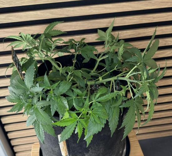 Critical Neville Haze Auto. Week 4