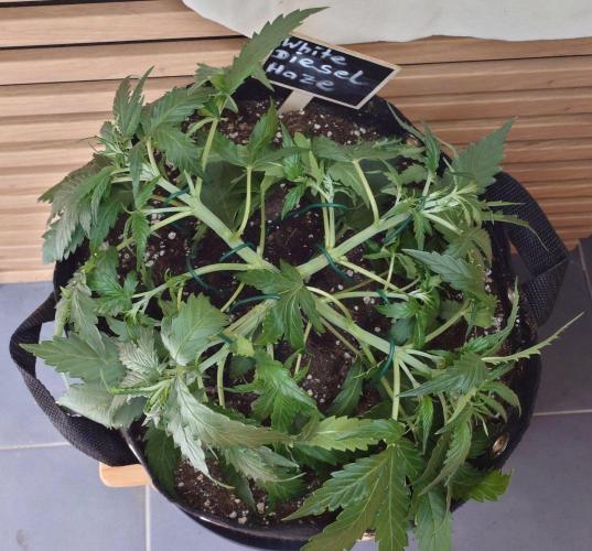 White Diesel Haze Auto-Sensi Seeds - CCG. Week 4